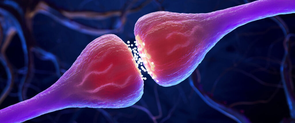 24 synapse header